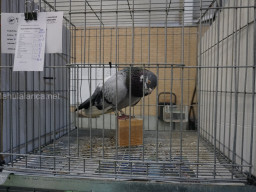 XIV Concurso Exposición de Palomas de Raza en Mula 2024